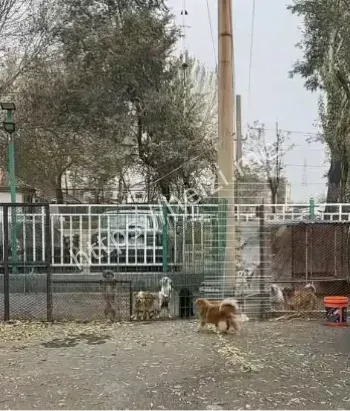 辽宁抚顺汽车4S店收养流浪猫狗